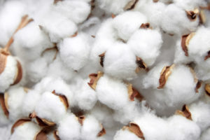 Harvested cotton from a cotton plant